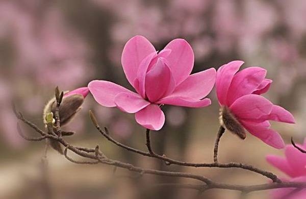 清明，獻(xiàn)給您一束辛夷花